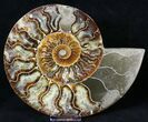 Split Agatized Ammonite - Million Years #18827-2